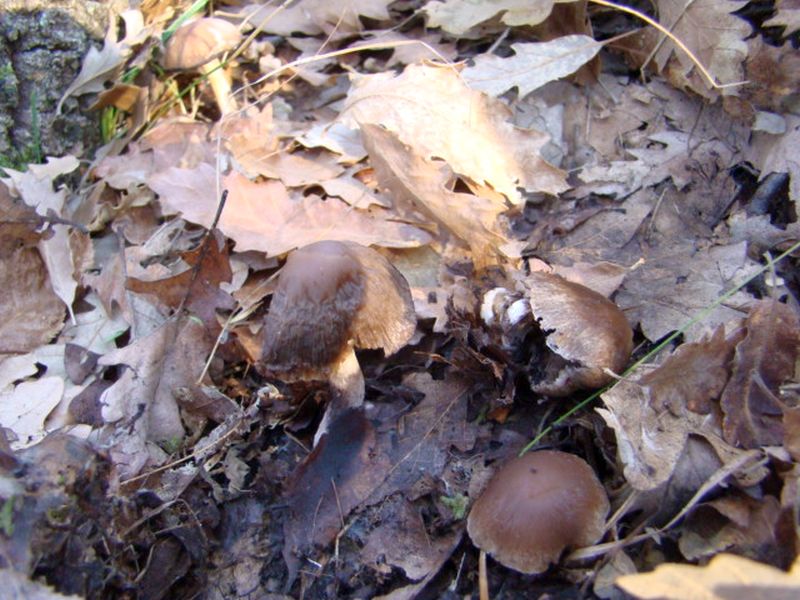 fungo da identificare 2